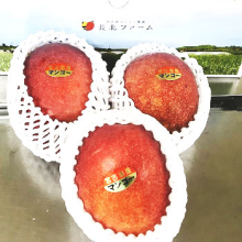 沖縄宮古島産 完熟アップルマンゴー美麗品１㎏(3個程度)