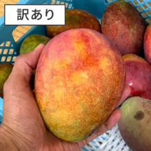 沖縄宮古島産 アップルマンゴー２㎏